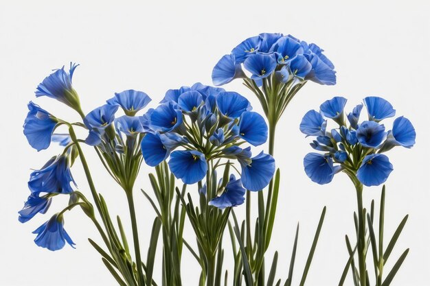 Flustige blaue Flachsblumen auf weißem Hintergrund