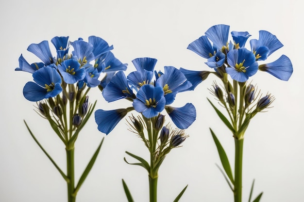 Flustige blaue Flachsblumen auf weißem Hintergrund