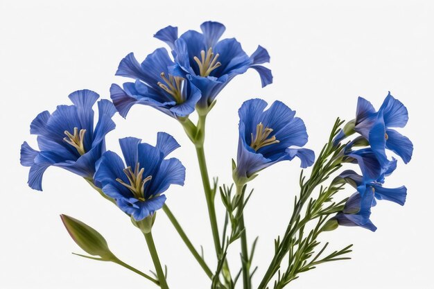 Flustige blaue Flachsblumen auf weißem Hintergrund