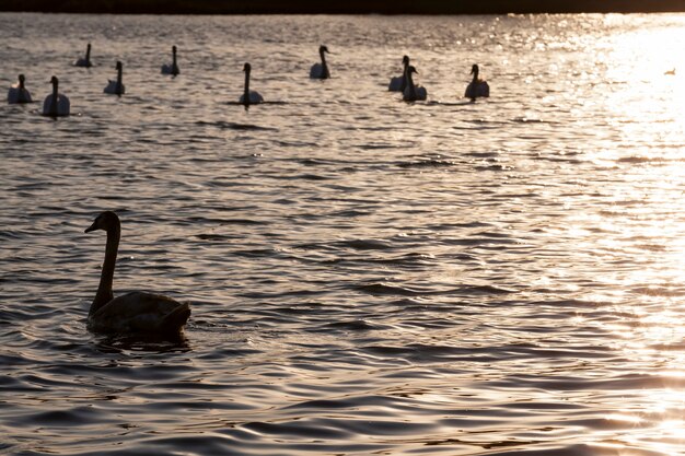 Flutuando ao nascer do sol um Cisne, Cisne na primavera nos raios dourados durante o nascer ou pôr do sol, primavera no lago com um Cisne solitário