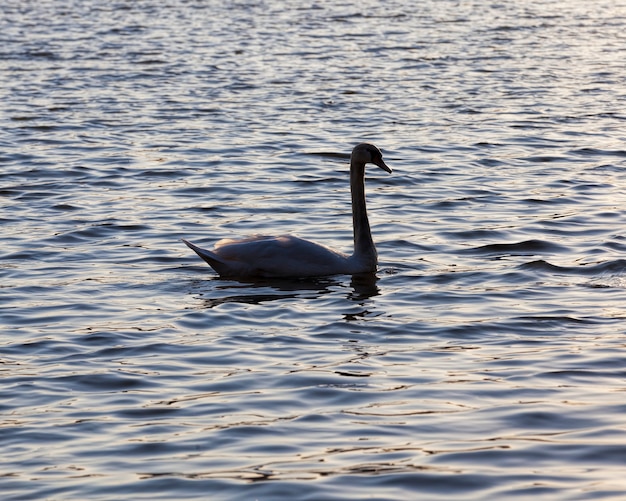 Flutuando ao pôr do sol um cisne cisne na primavera nos raios dourados durante o pôr do sol na primavera no lago com um close de um cisne solitário