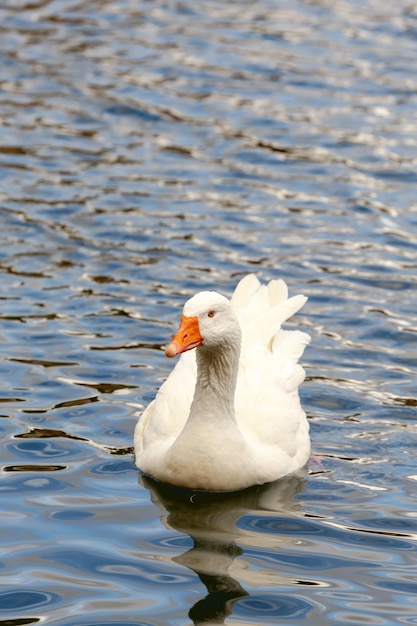 Flutuando no lago ganso branco em um dia ensolarado fechado