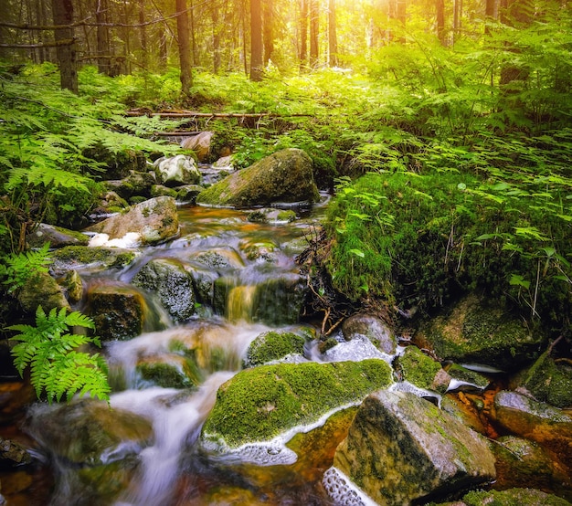 Fluxo de água do riacho do rio da floresta Linda paisagem de verão com pedras de árvores e água corrente em tempo ensolarado