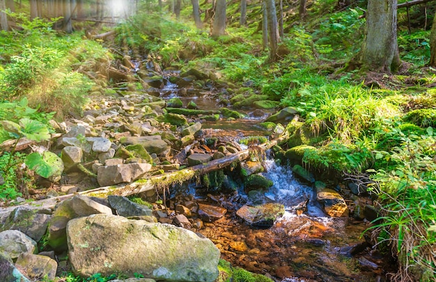 Fluxo de água na floresta verde