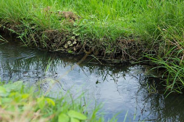 Fluxo de água para agricultura