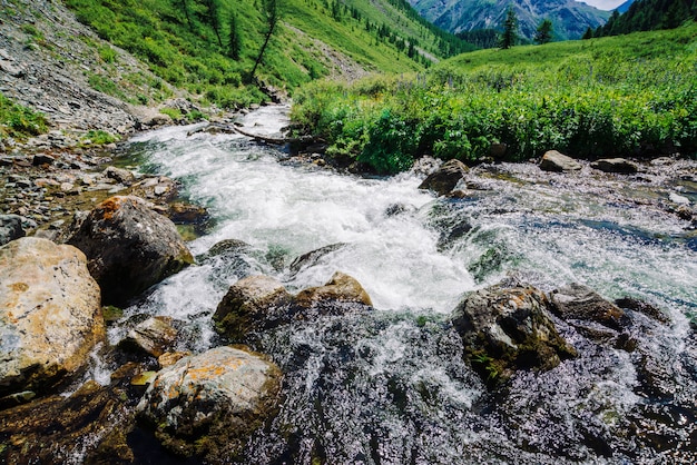Fluxo de água rápida do riacho de montanha entre pedregulhos na luz do sol no vale. Grama vívida, flores roxas, vegetação rica perto do riacho nas terras altas. Incrível paisagem verde da majestosa natureza de Altai.