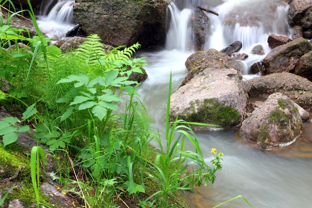 Fluxo de cachoeira na floresta de verão