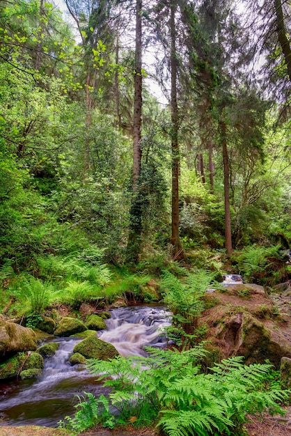 Fluxo em uma floresta verde em dias quentes de verão Parque nacional Peak District