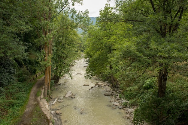 Fluxo entre árvores na floresta