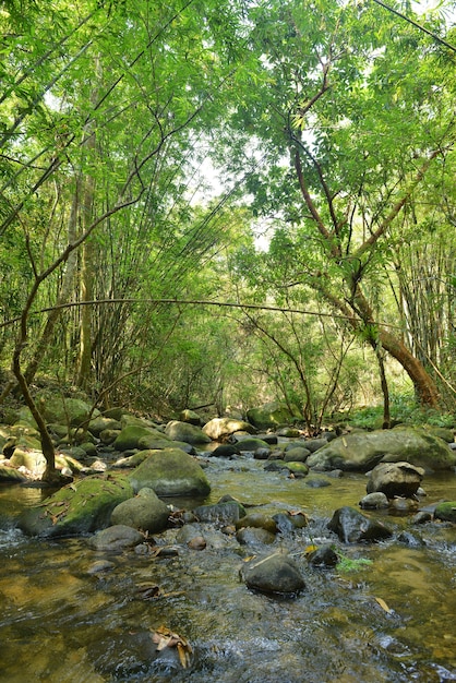 Fluxo na floresta