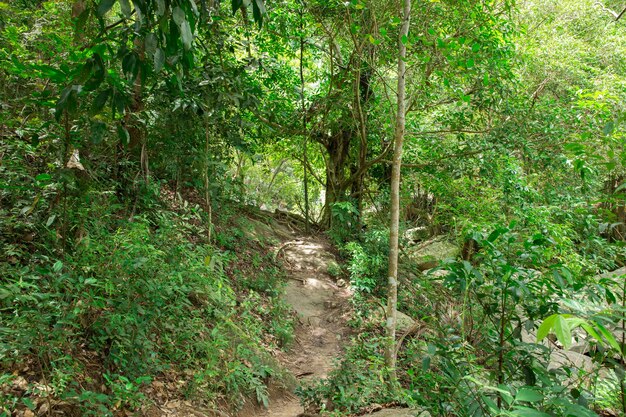 Fluxo na selva tropical