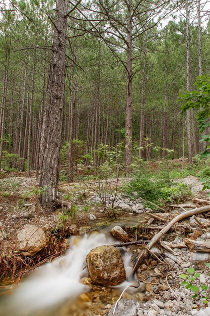 Fluxos de montanhas entre rochas em florestas de coníferas com pinheiros turvam o movimento da água