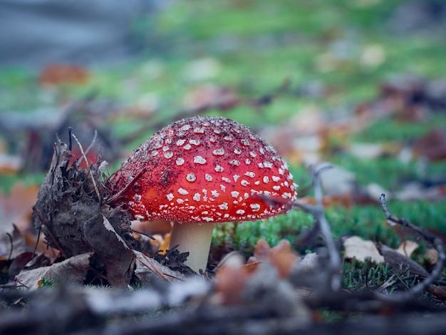 Fly agaric na floresta de outono