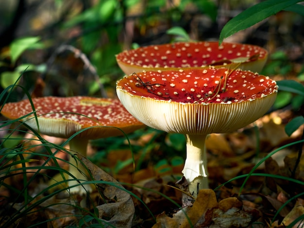 Fly agaric na floresta de outono.