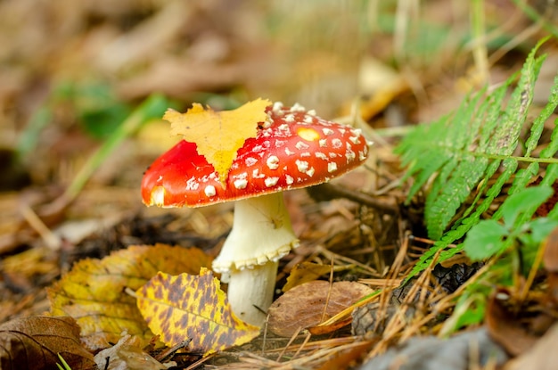 Fly agaric na floresta de outono