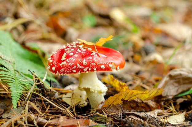 Fly agaric na floresta de outono