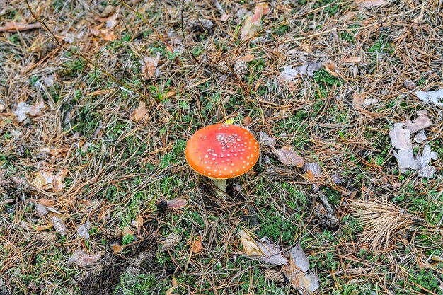 Fly agaric o fly amanita Amanita muscaria hongos que crecen en un bosque