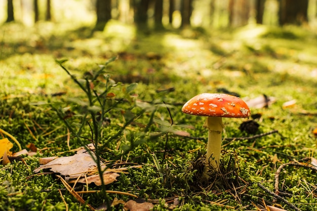 Fly agaric ou amanita muscaria. um cogumelo venenoso tóxico e não comestível na natureza da floresta selvagem