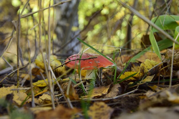 Fly agaric en la plantación forestal en el arboreto de otoño Ulyanovsk Rusia