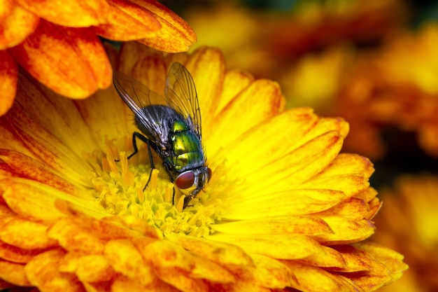 Fly come polen de flor amarilla.