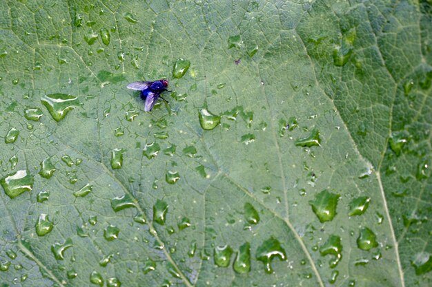 Fly está sentado em uma folha verde úmida de uma flor