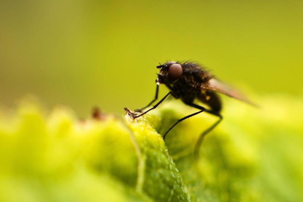 Fly fly closeup uma mosca em uma folha