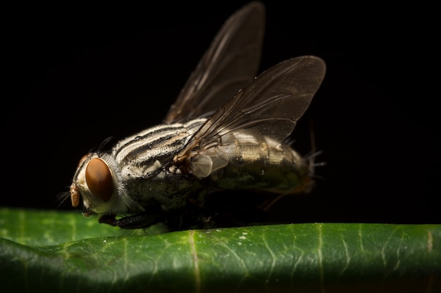 Fly macro focus en el ojo