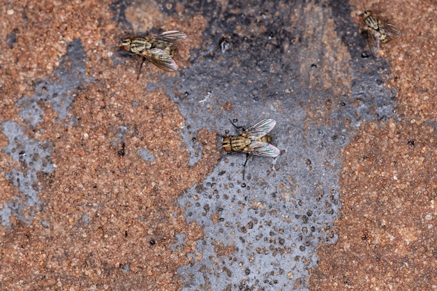 Fly of the subordem Brachyceran