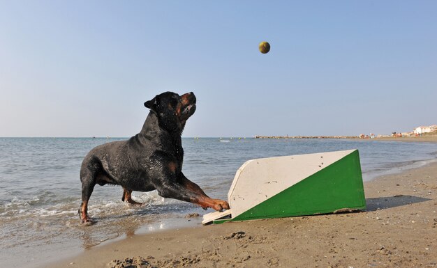 Flyball am Strand