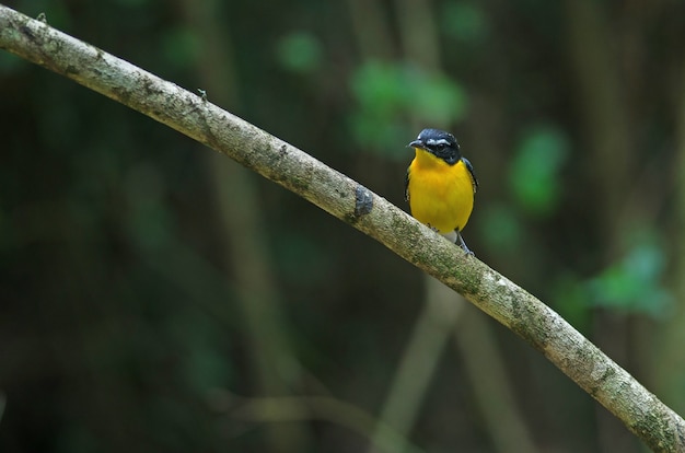 Flycatcher amarelo-rumped (Ficedula zanthopygia) na natureza