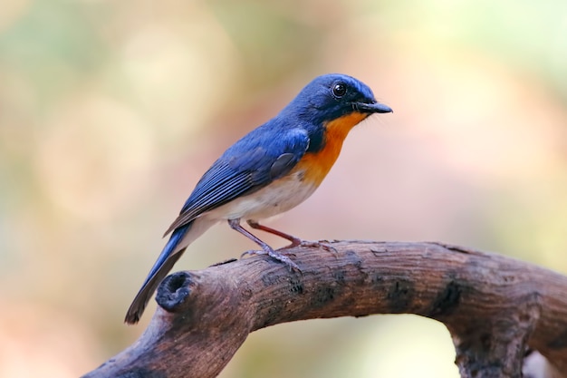 El Flycatcher azul de Tickell, Cyornis tickelliae.