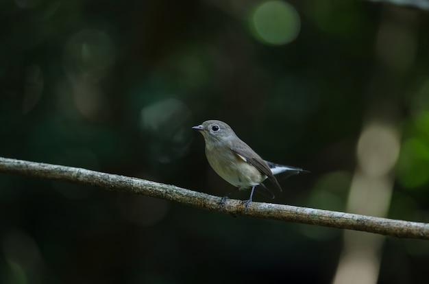 Flycatcher-de-peito-vermelho (Ficedula parva)