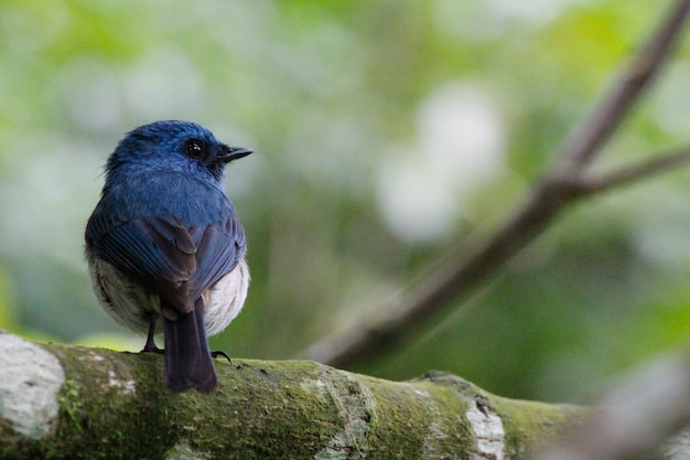 Foto flycatcher indigo - eumyias índigo