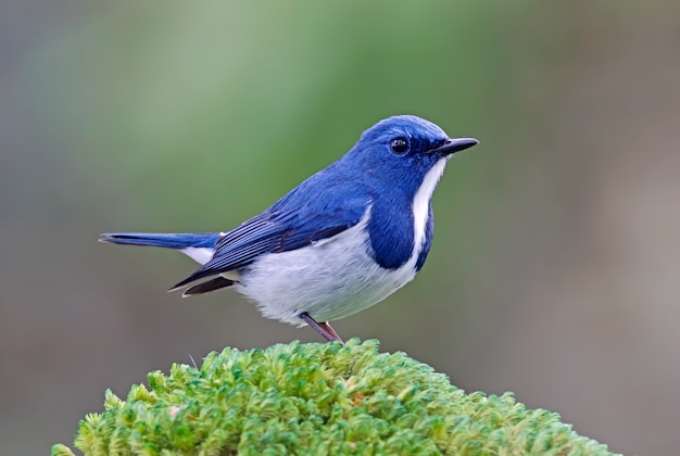 Foto flycatcher ultramarino ficedula aves da tailândia