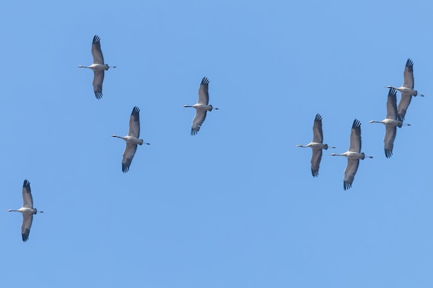 Flying bandada de grulla común (Grus grus) en vuelo