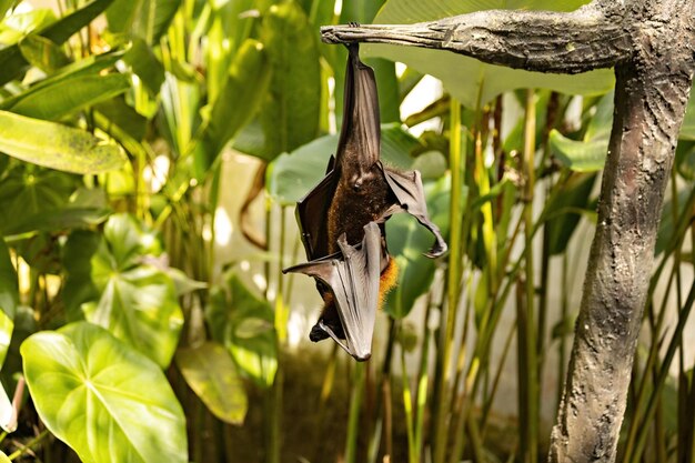 Flying Fox hängt kopfüber am Baum