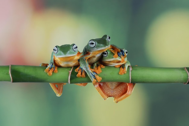 Flying frog closeup cara onbranch Javan tree frog closeup imagen