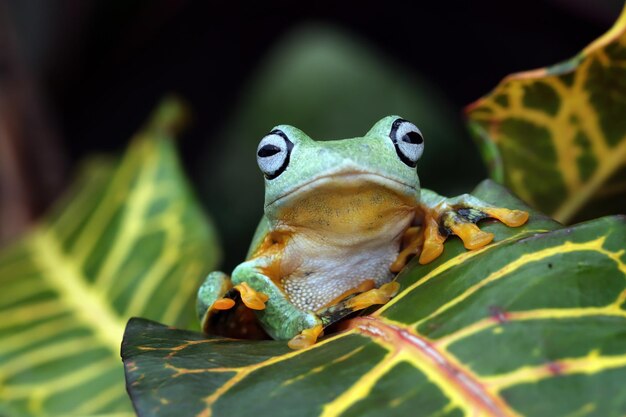 Flying frog closeup cara en rama Javan tree frog closeup imagen rhacophorus reinwartii en hojas verdes