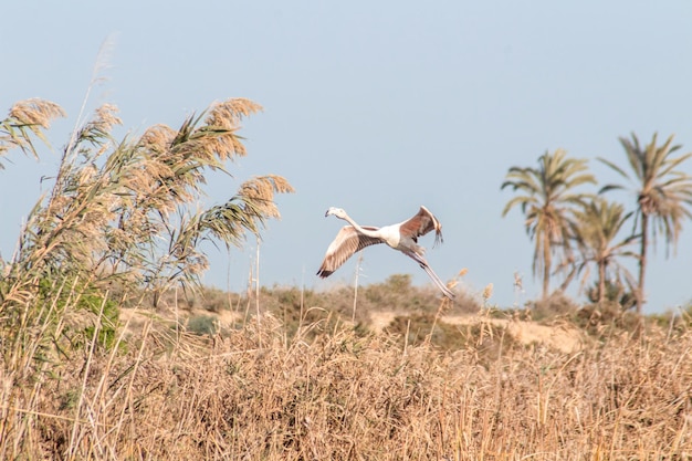 Flying Greater flamingo Túnez África