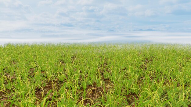 Flying Over The Meadow Background para publicidad en la naturaleza y la escena de la aventura