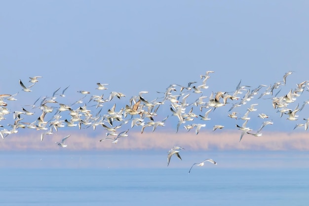 Flying Seagulls, bandada de gaviotas en vuelo