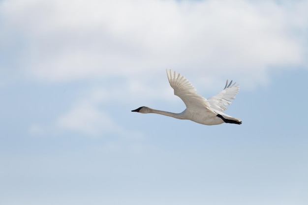 Flying Trumpeter Swan Cygnus buccinator y nubes