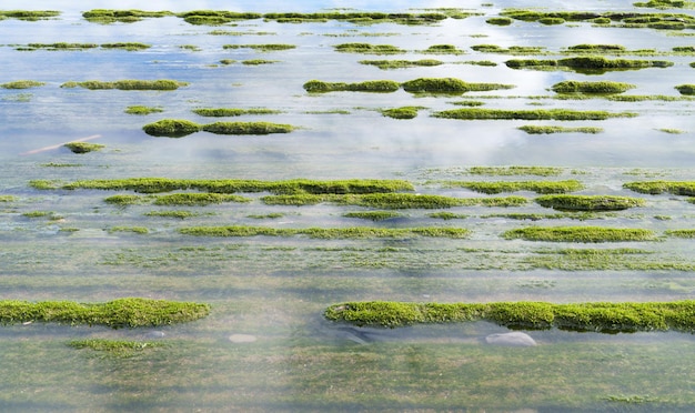 Foto flysch en el biótopo protegido de debazumaia euskadi