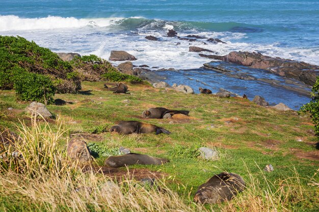 Foca bastante relaxante na praia, Nova Zelândia