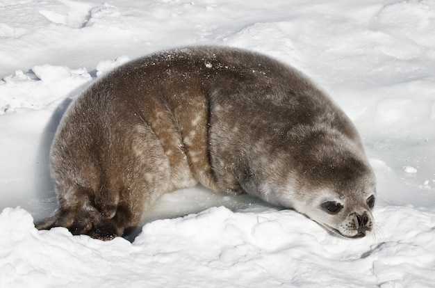 Foca bebé