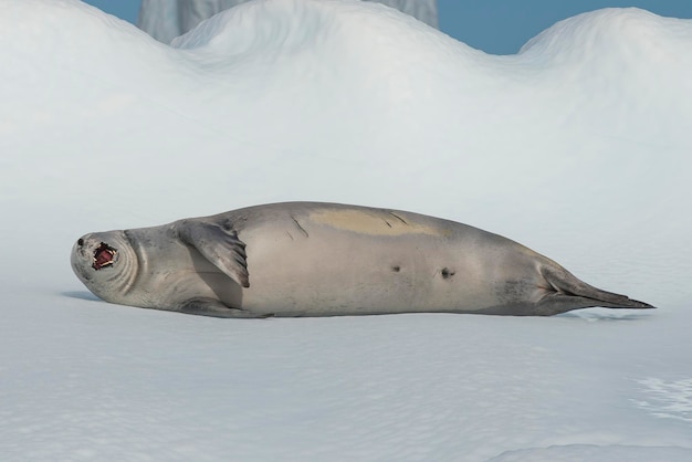 Foto foca cangrejera sobre flujo de hielo en la antártida