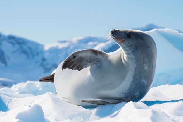 Foca cangrejera sobre flujo de hielo en la Antártida