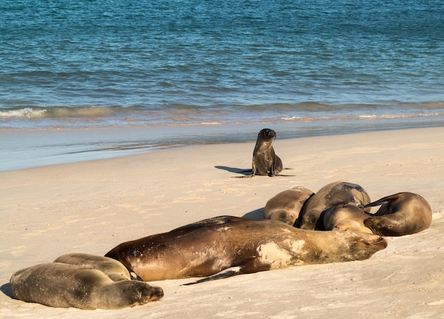 Foca de bebê pequeno entre outros na praia