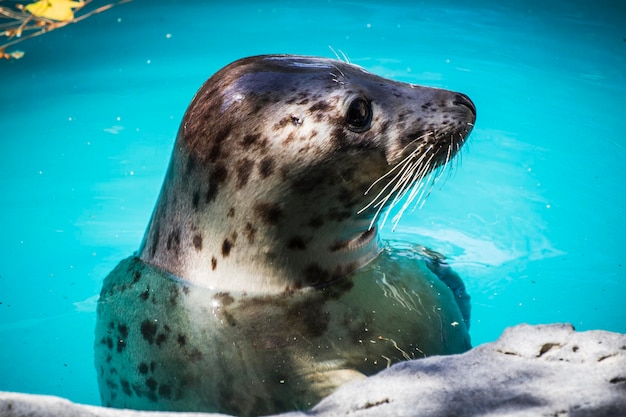 foca descansando al sol en el agua