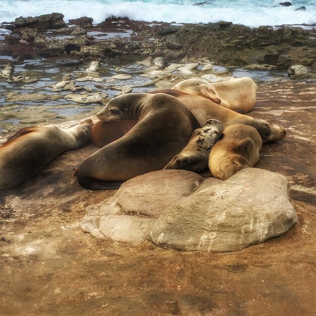 Foto foca em rochas na praia